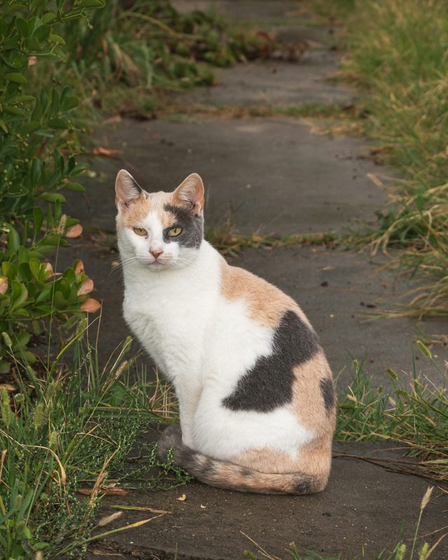 三毛猫の元の写真