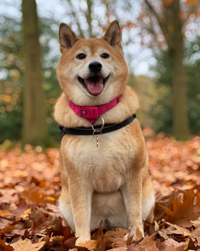 柴犬の元の写真